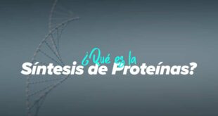 ¿Qué es la Síntesis de Proteínas?