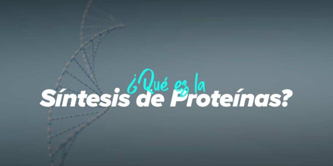 Qué es la síntesis de proteínas y cuáles son sus etapas