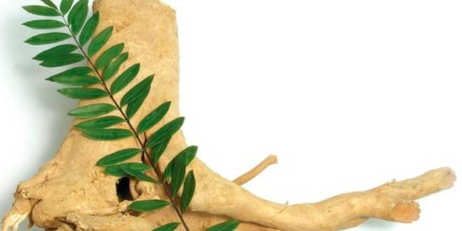 Tongkat Ali y el aumento de la testosterona Tongkat Ali y el aumento de la testosterona