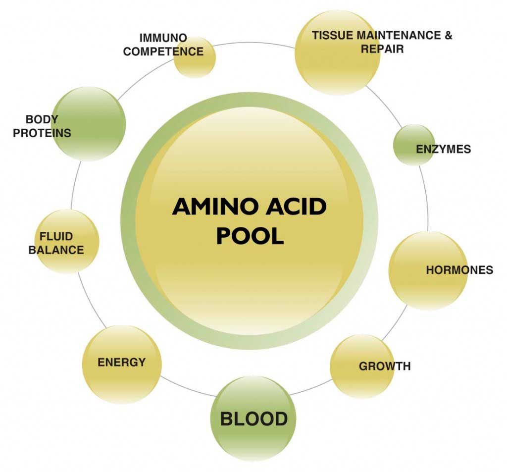 Aminoácidos Que son, Tipos, Funciones y Propiedades