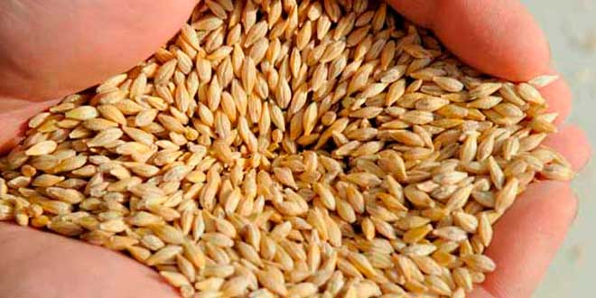 Cebada Cebada fuente de carbohidratos
