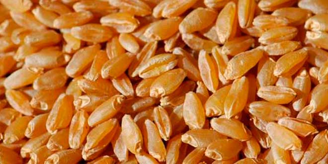 Durum Durum fuente de carbohidratos