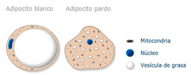 adipocito