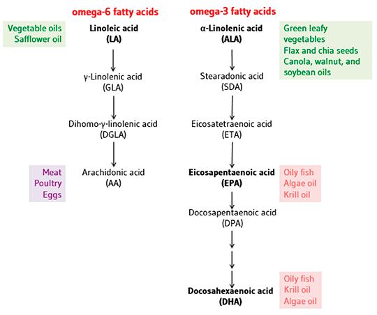 omega 3 vs omega 6