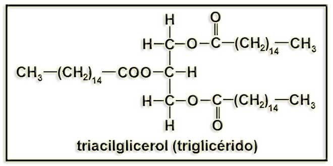 estructura molecular de los triglicéridos