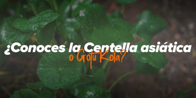 5 Beneficios de la Centella Asiática o Gotu Kola