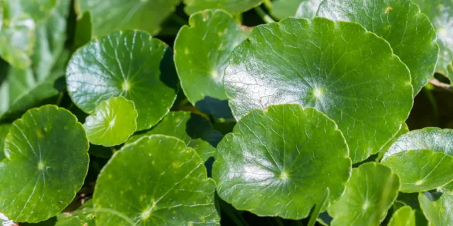5 Beneficios de la Centella Asiática o Gotu Kola 5 Beneficios de la Centella Asiática o Gotu Kola