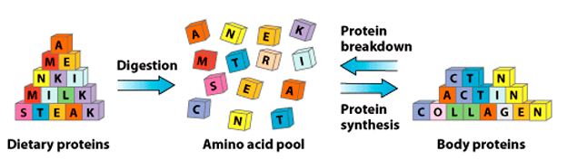Pool de Aminoácidos