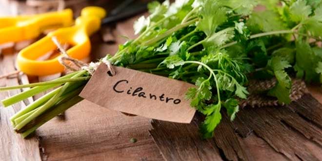 Cilantro contra el Colesterol