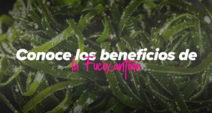 Conoce los beneficios de la Fucoxantina