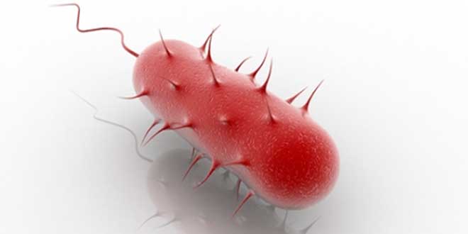 Helicobacter Pylori, Qué es, Cuáles son sus Síntomas, Cómo curarla