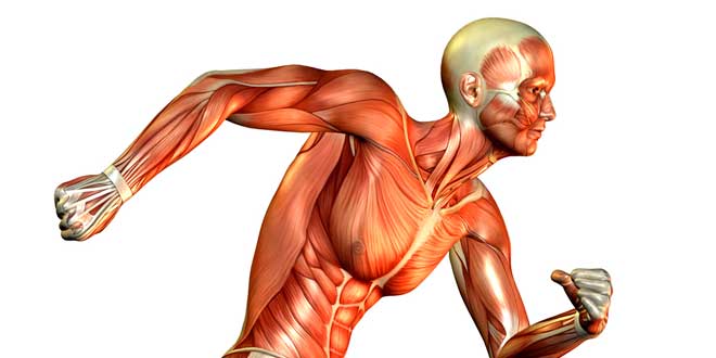 Tejido Muscular