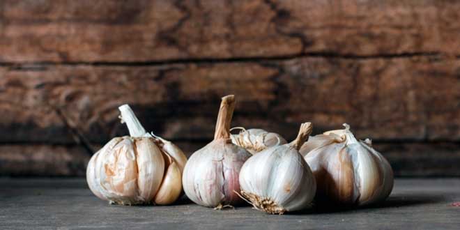 Beneficios Terapéuticos del Ajo