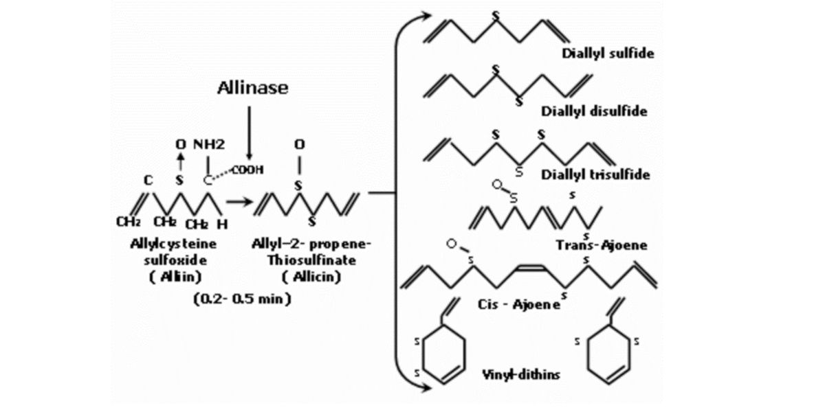 Diagrama