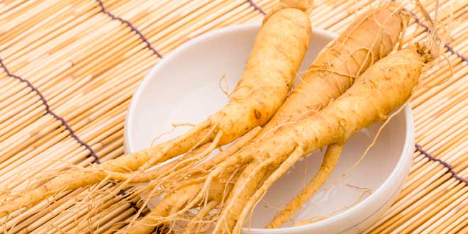 Ginseng Siberiano: Beneficios, usos y contraindicaciones Ginseng Siberiano: Beneficios, usos y contraindicaciones