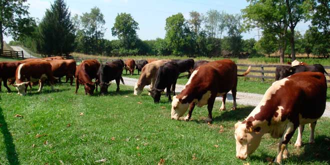 Animaux nourris à l’herbe naturelle