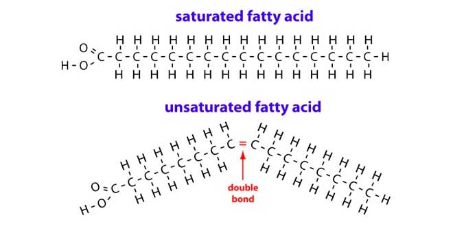 Molécule de graisse saturée