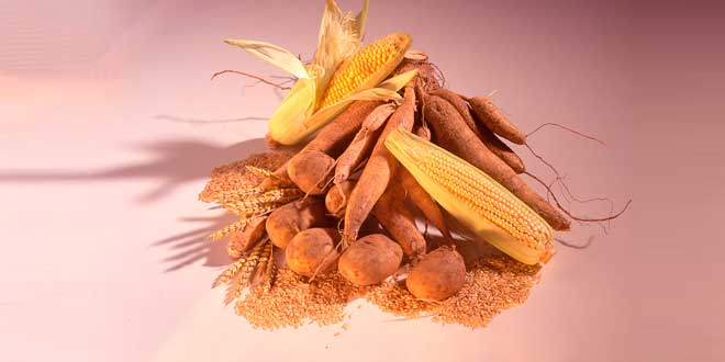 Principales Fuentes de Almidón