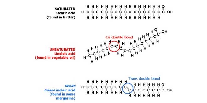 Molécule de graisse trans