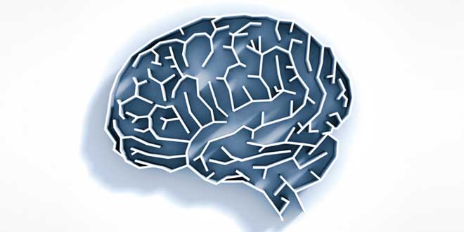 acai-funcion-cerebral