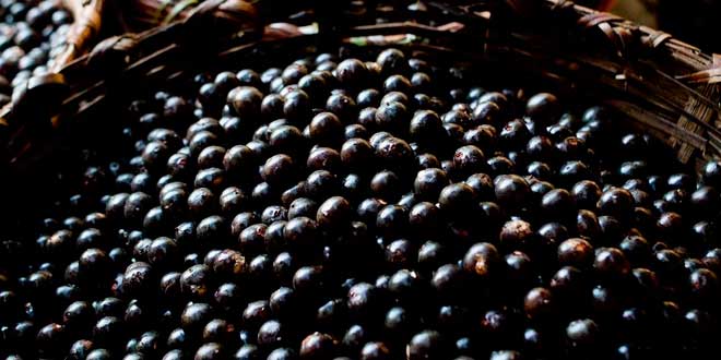 Beneficios Baya Acai