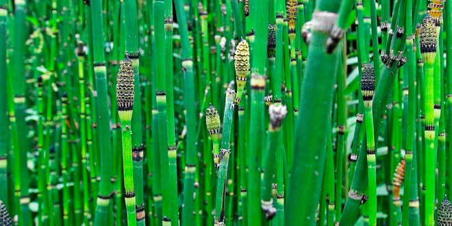 Cola de Caballo: Planta Ancestral