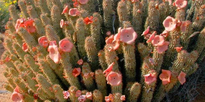 Hoodia Gordonii: Conoce a Fondo Hoodia Gordonii: Conoce a Fondo