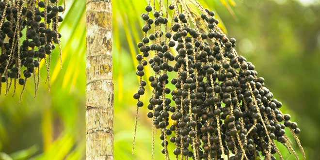 Palmera Euterpe Oleracea