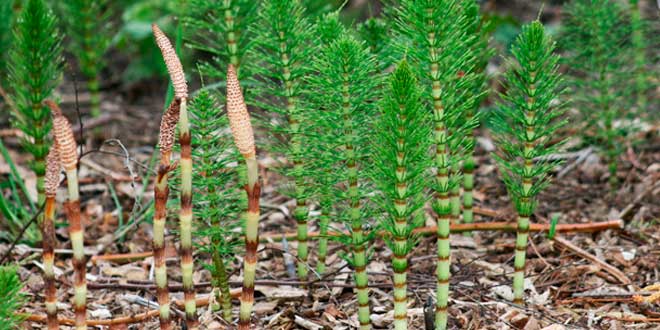 Planta de Cola de Caballo