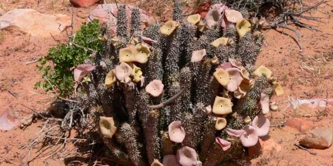 Planta Hoodia