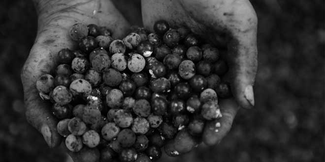 Uso Tradicional del Acai