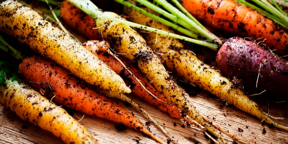 Alimentos Eco
