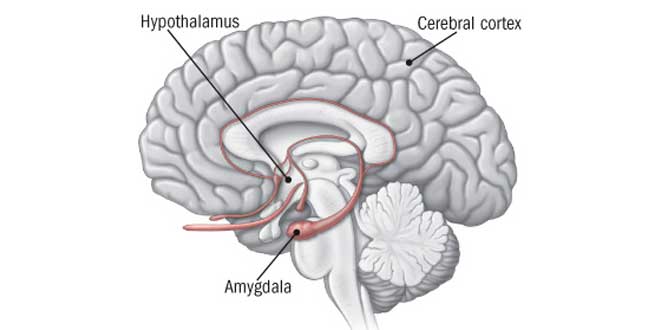 Estrés Cerebro