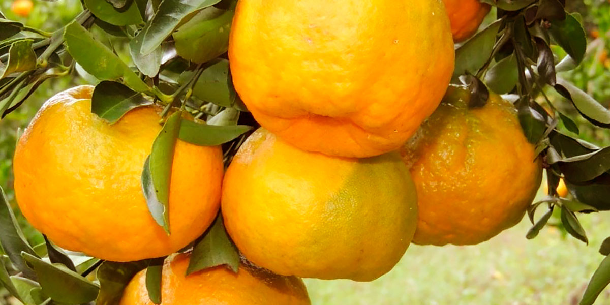 Naranja orgánica