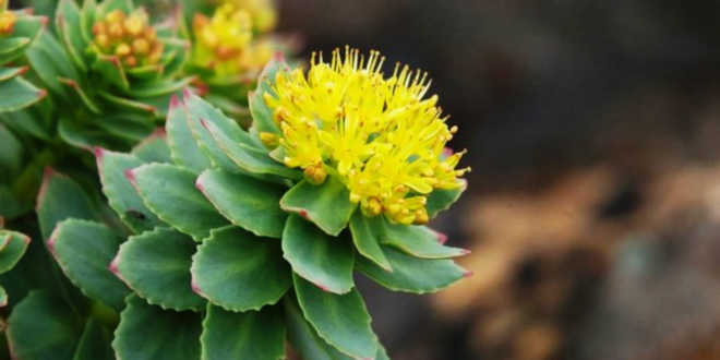 Planta Rhodiola Rosea
