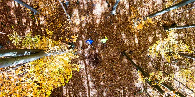 Muira Pumua como Adaptógeno