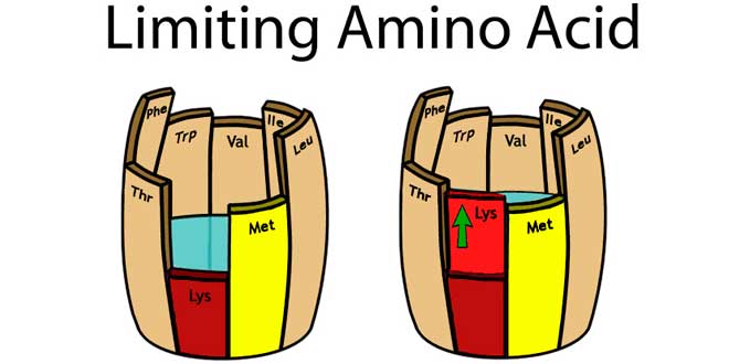 Aminoácidos para Veganos
