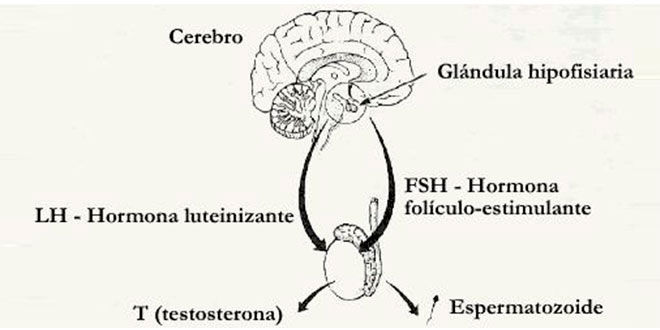 Hormona Luteinizante