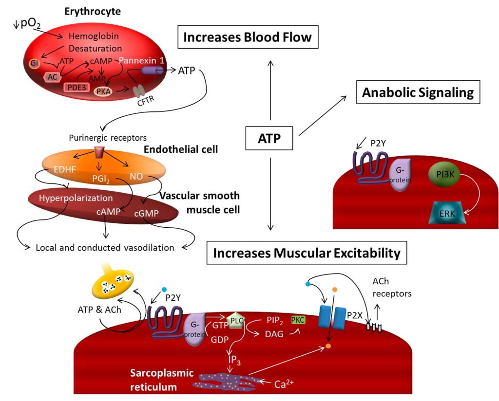 ATP Extracelular