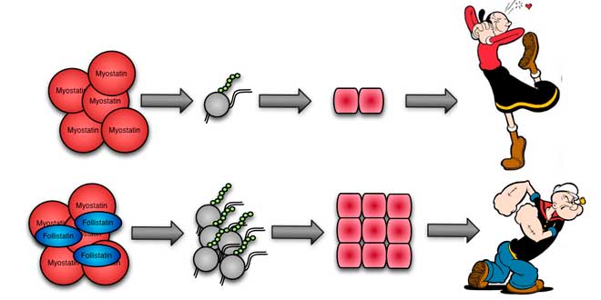 Relation Myostatine et Follistatine