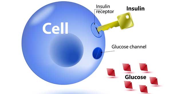 Sensibilité à l’Insuline