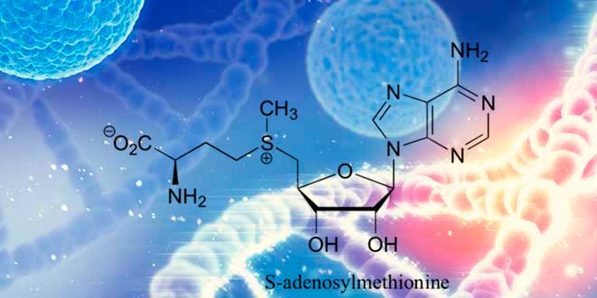 Qu’est-ce que le SAMe et quelle est sa fonction