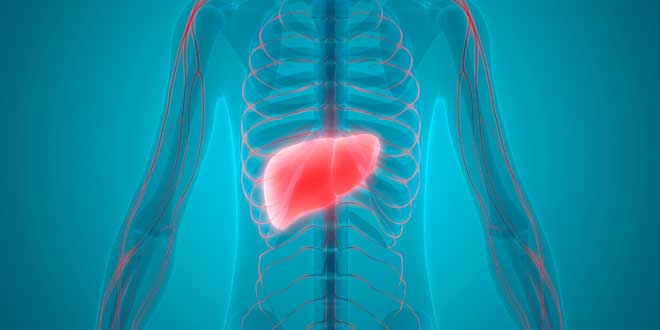 TUDCA hepatoprotector