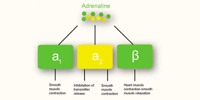 Adrenalina