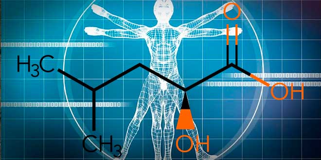 HICA: Metabolito de la Leucina para el Crecimiento Muscular HICA: Metabolito de la Leucina para el Crecimiento Muscular