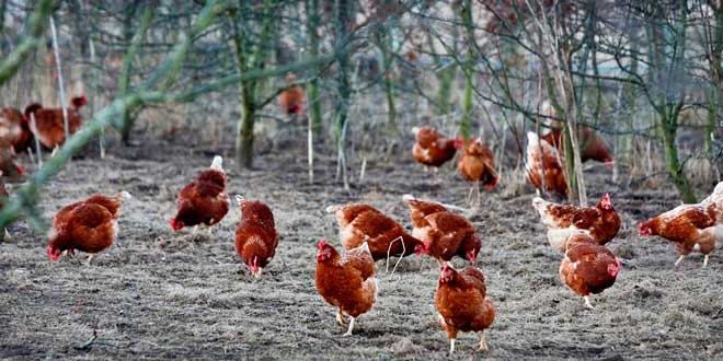 ¿Qué son los Huevos Ecológicos?