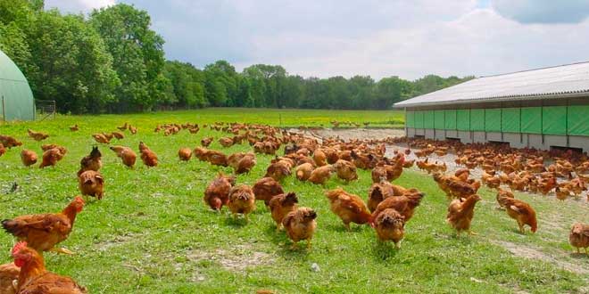 ¿Qué son los Huevos Camperos?