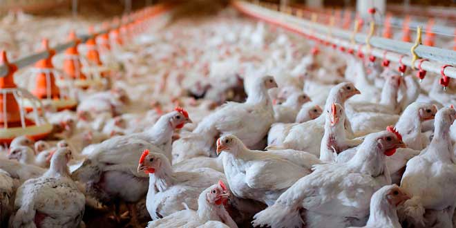 ¿Qué son los Huevos de Cría en Suelo?