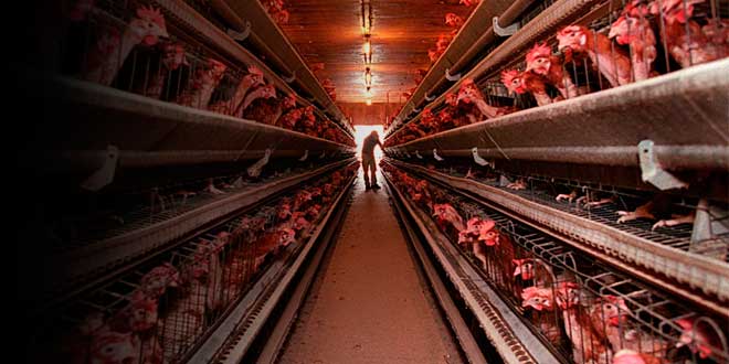 ¿Qué son los Huevos de Jaula?
