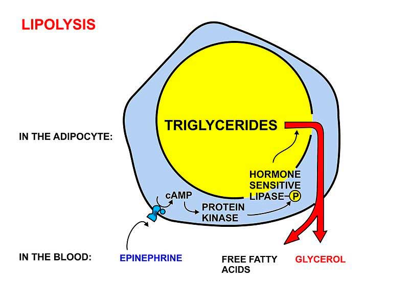 lipolisis 1